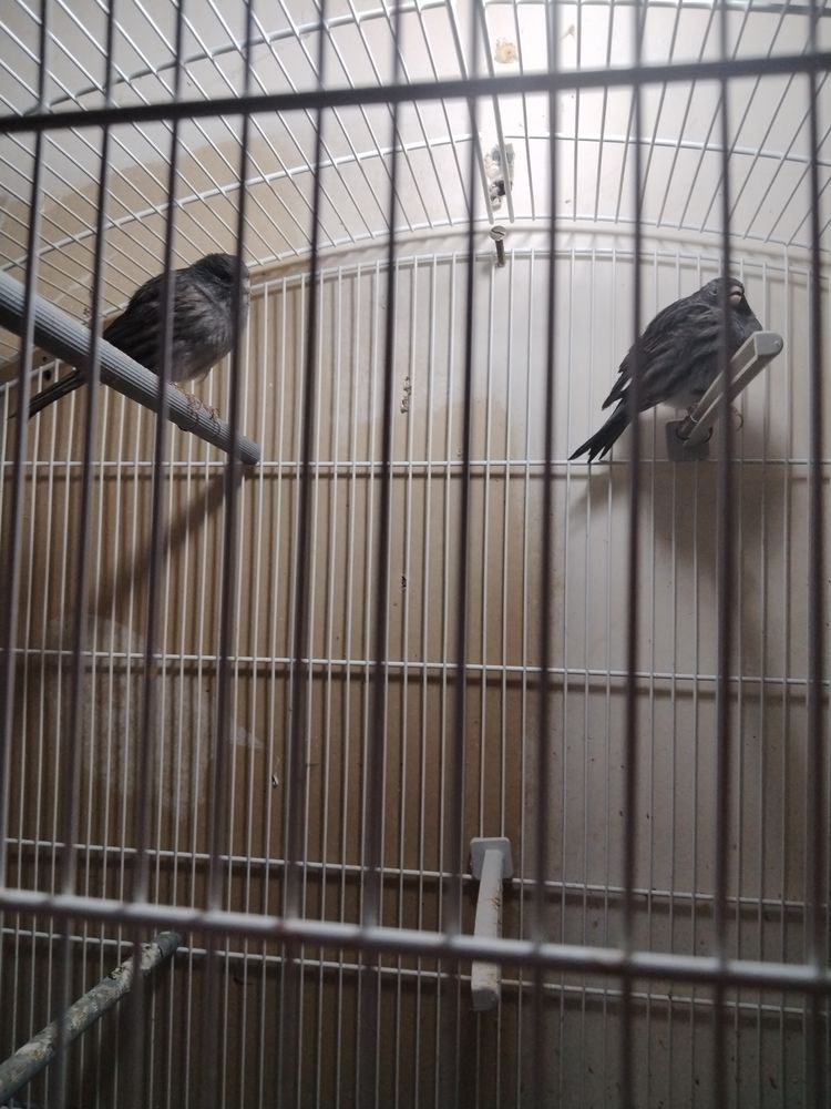 R&eacute;cup&egrave;re animaux oiseau de pr&eacute;f&eacute;rence des Canaries m&acirc;les 0 39000 Lons-le-saunier