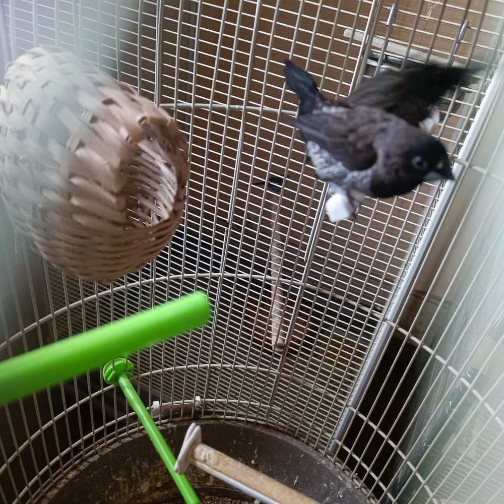 couple de moineau du Japon 30 08140 Bazeilles