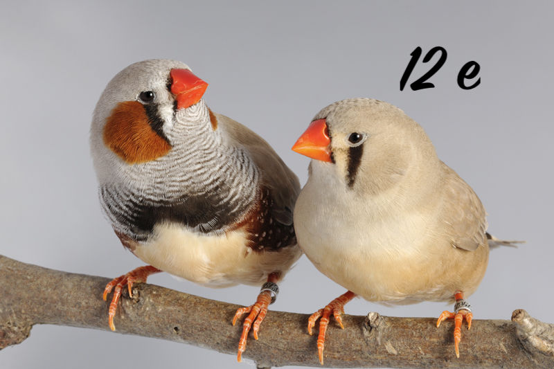 couple mandarin 12 35530 Br�c�