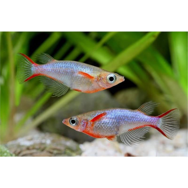 Oryzias woworae M/F 3 01100 Oyonnax