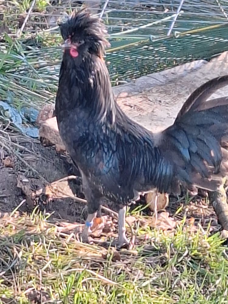 coq padou 0 89320 Cerisiers