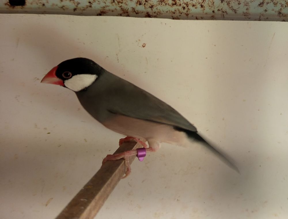 oiseaux padda 15 85140 Sainte-florence