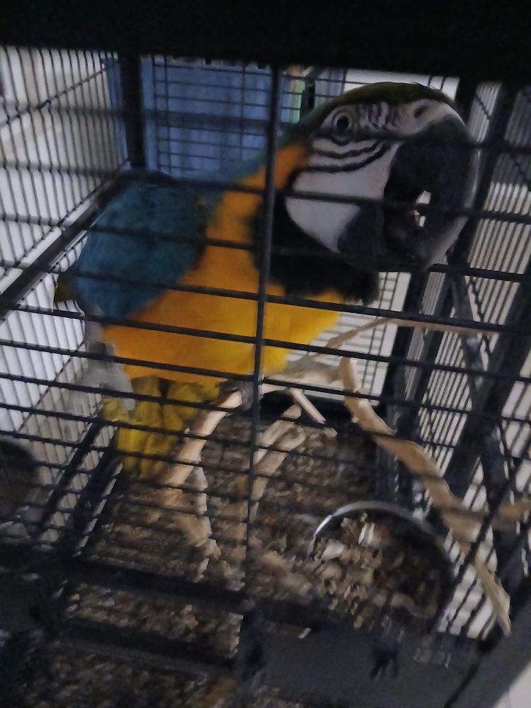 perroquet ara de 2012 1800 62500 Saint-omer