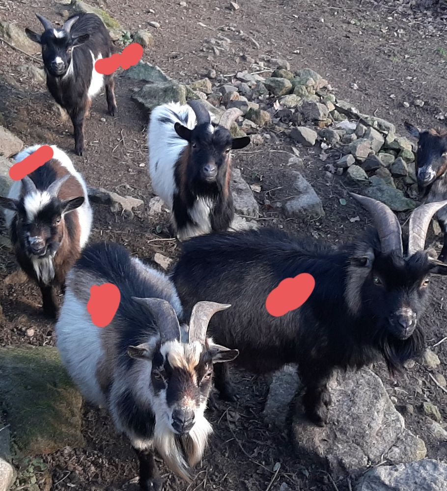 Magnifiques boucs nains 50 61430 M�nil-hubert-sur-orne