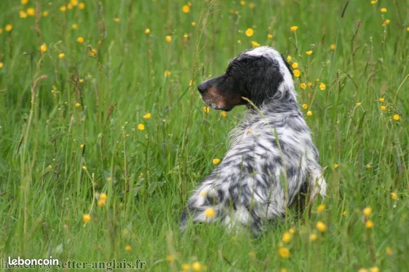 Saillie Setter anglais Lof 600 59138 Pont-sur-sambre