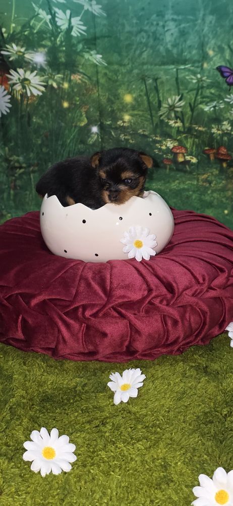 A r&eacute;server un chiot m&acirc;le Yorkshire terrier inscrit au LOF 1500 22000 Saint-brieuc