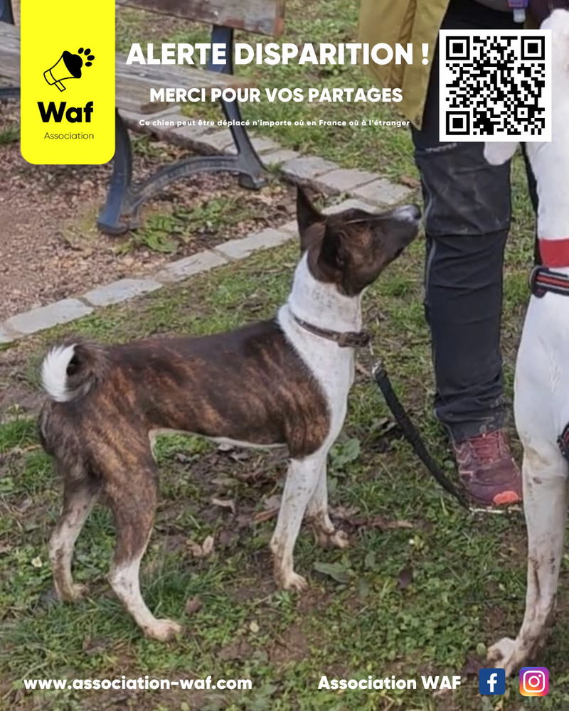 Recherche JACKY - Basenji 0 54000 Nancy