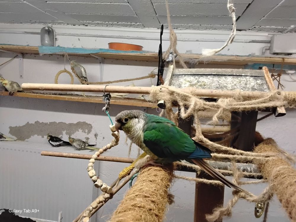 Conures m&acirc;les 250 89110 Aillant-sur-tholon