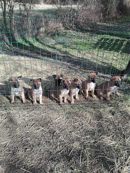 &Eacute;LEVAGE DE LA JEUNE FOR&Ecirc;T
ORIGINE TRAVAIL 900 04500 Roumoules