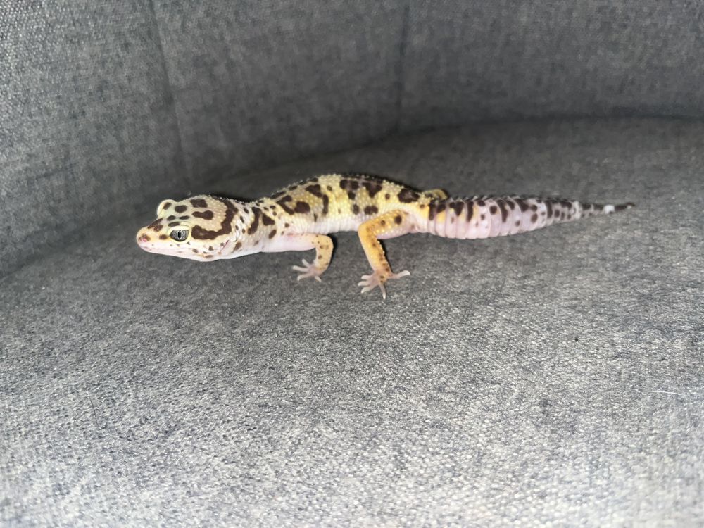 Geckos l&eacute;opards 50 56200 La gacilly