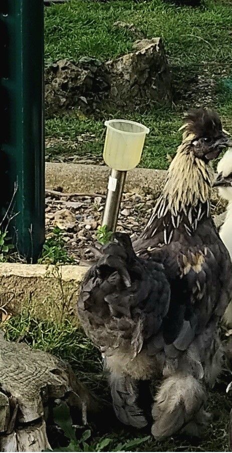 Coq de Pekin 0 76360 Barentin