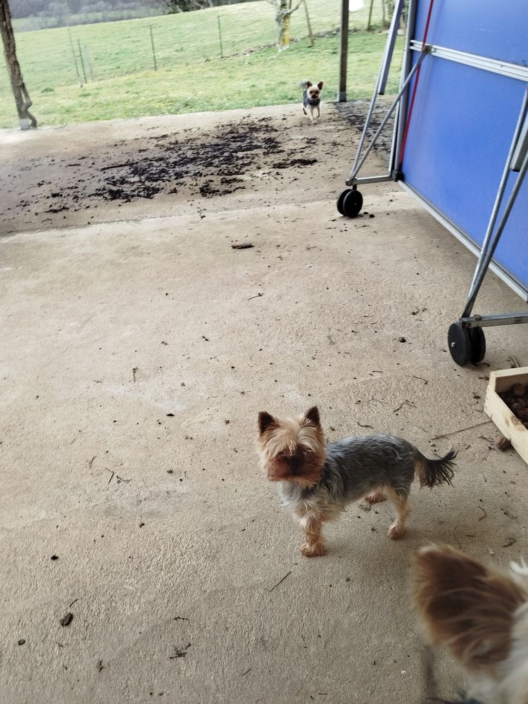 Adorable petite chienne Yorkshire 1000 15250 Crandelles