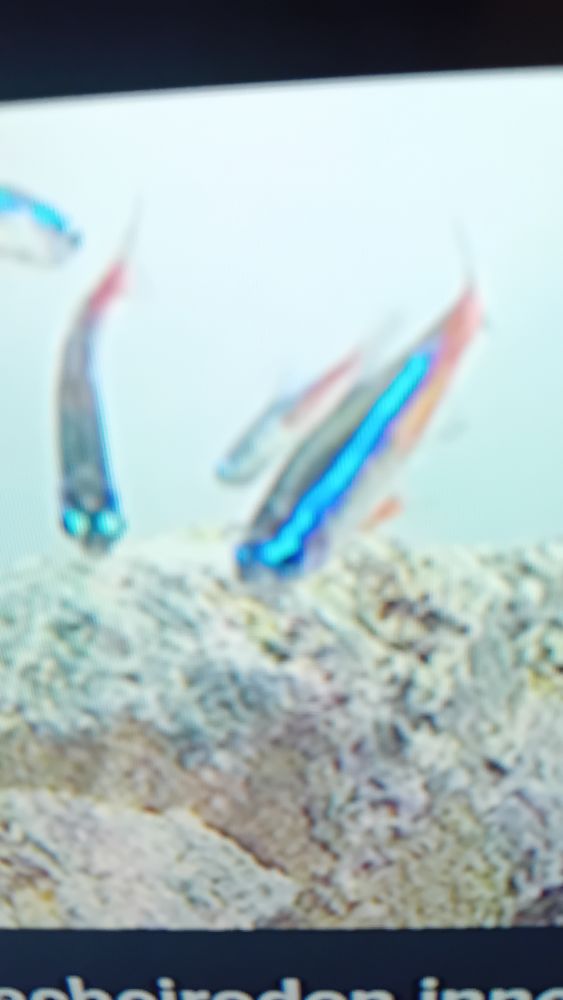 Donne poissons neon bleu 0 64220 Saint-jean-pied-de-port