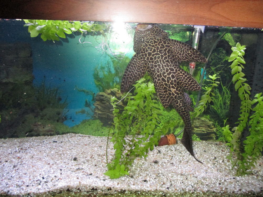 poisson hypostomus pl&eacute;costomus 0 29140 Rosporden