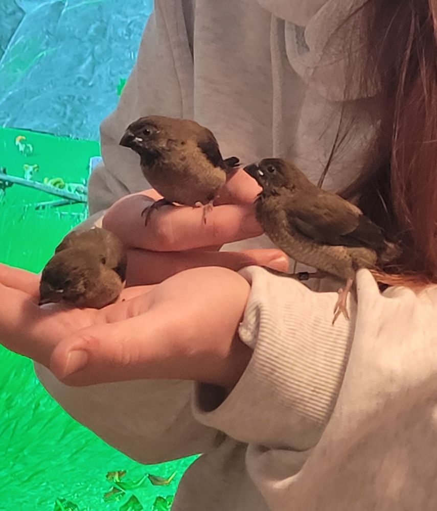 Moineaux du japon 20 45000 Orl�ans