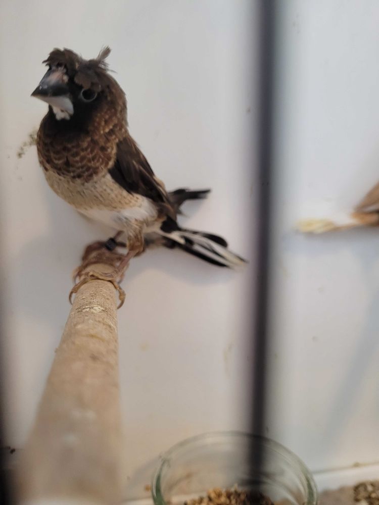 Moineaux du japon hupp&eacute;s 15 45000 Orl�ans