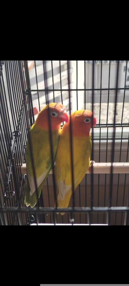 Couple d'inseparables Fisher 60 76600 Le havre