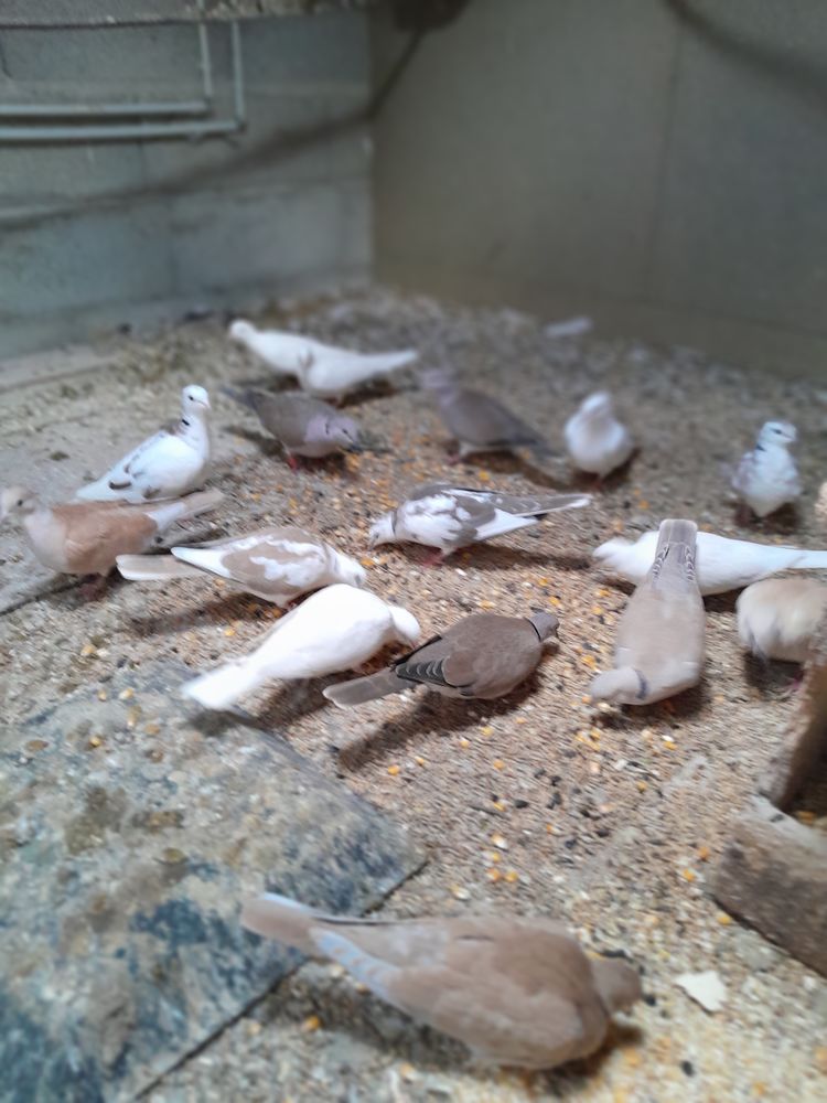 Tourterelles 8 24130 Prigonrieux