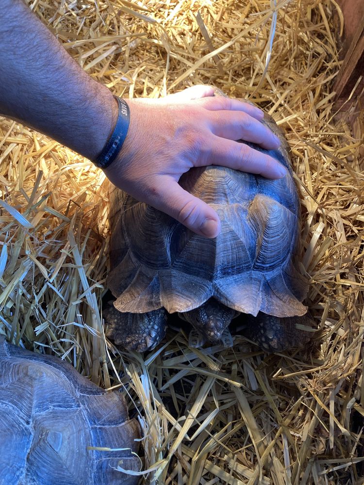 tortu sulcata 700 57000 Metz