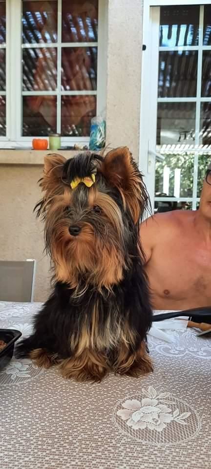 A RESERVER CHIOTS YORSHIRE TOY 1500 49300 Cholet