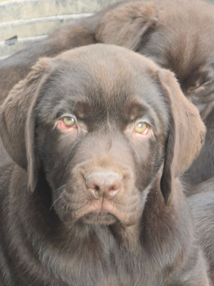 chiot labrador Retriever&nbsp; 1000 62860 Qu�ant