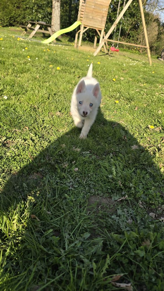 Husky 500 85390 Mouilleron-en-pareds