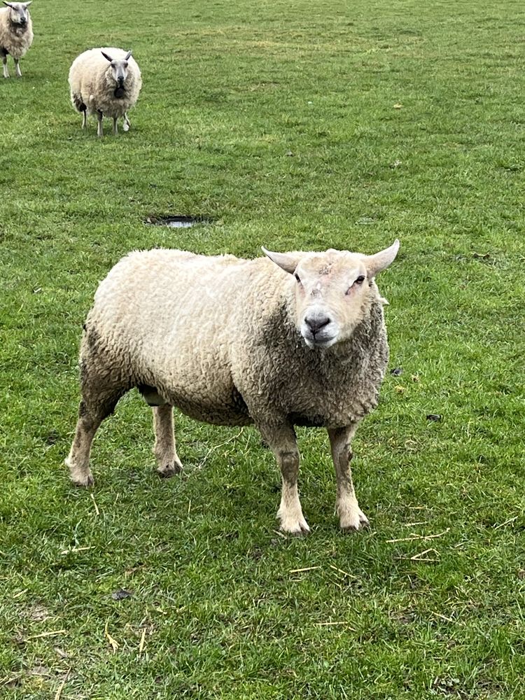 Mouton charolais 180 55000 Les hauts-de-ch�e