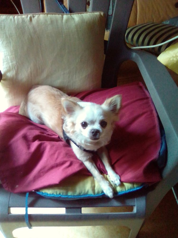 Chihuahua THEAUD Vol&eacute; 0 71420 Ciry-le-noble