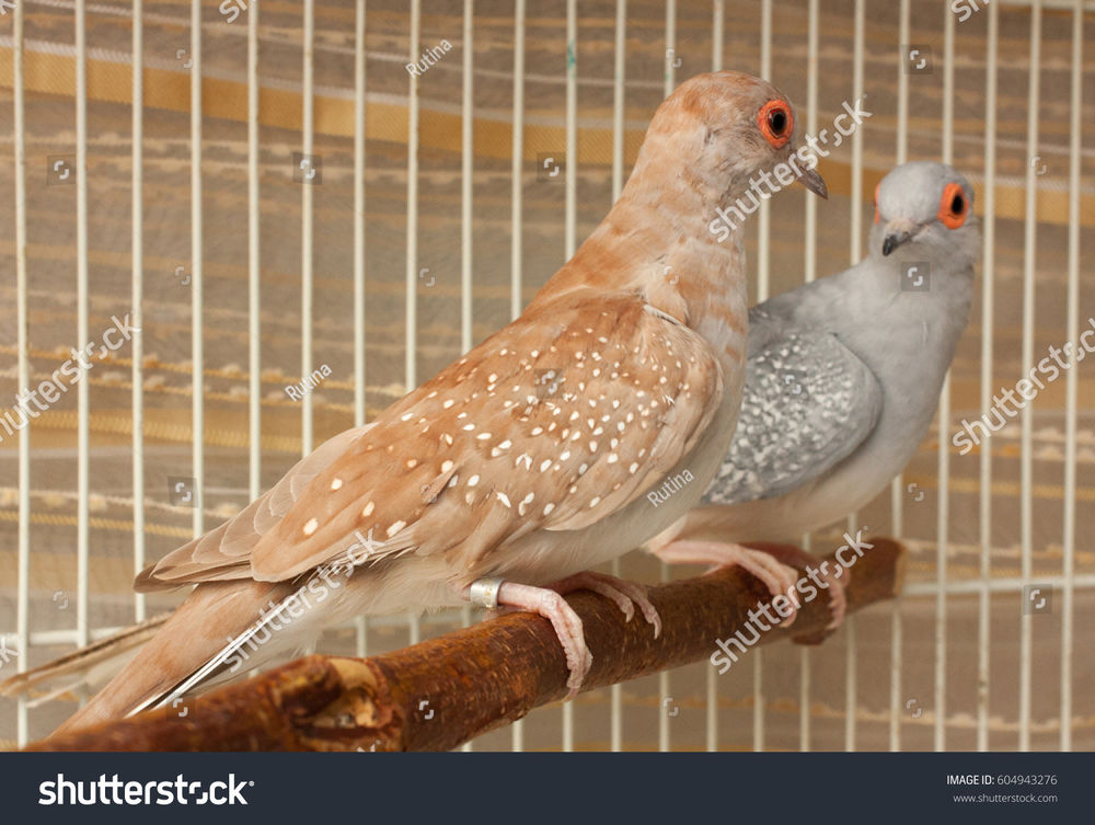 Colombe diamant brune 30 33240 Saint-andr�-de-cubzac