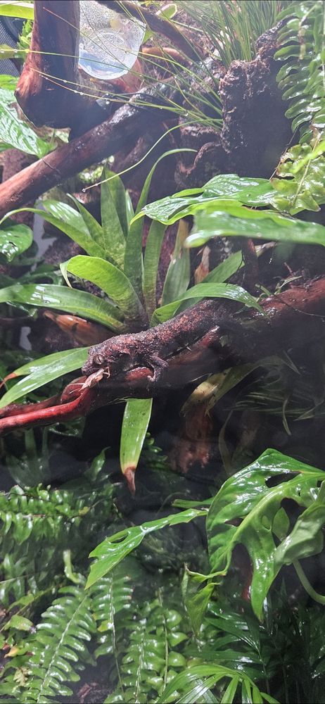 Couple de rechodactyluse chahoua 300 94700 Maisons-alfort