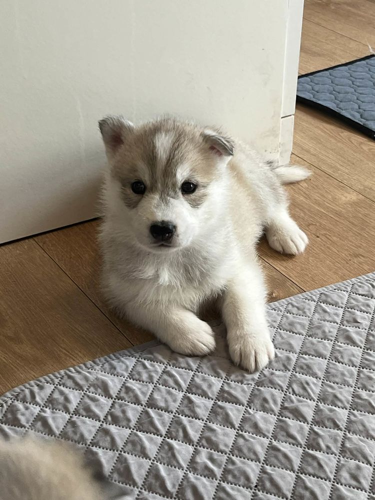 Chiots Husky Sib&eacute;rien non LOF 950 78700 Conflans-sainte-honorine