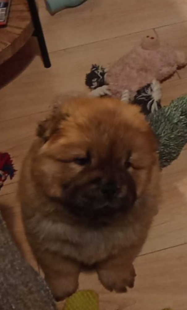Adorables Chiots Chow-Chow 1900 22530 Caurel