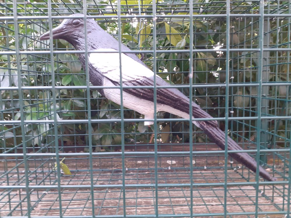 Cage &agrave; Pies 40 63110 Beaumont