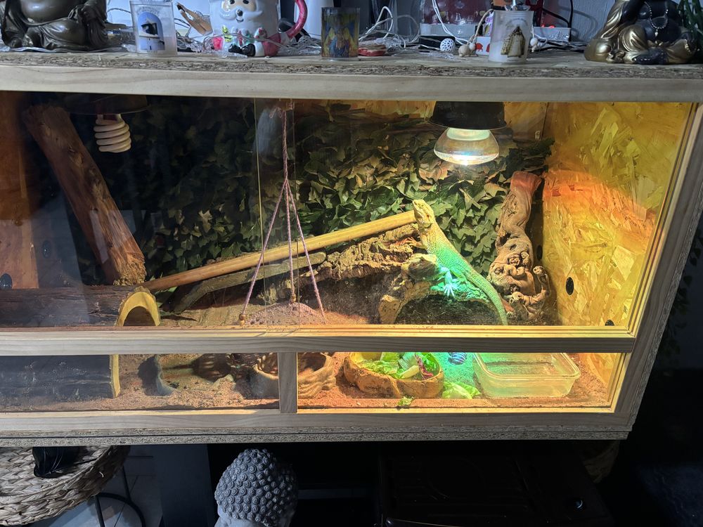 Couple pogona 300 59200 Tourcoing