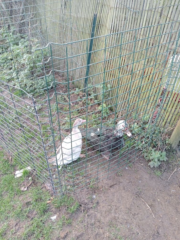 couples de barbarie 60 euro 60 76270 Saint-germain-sur-eaulne