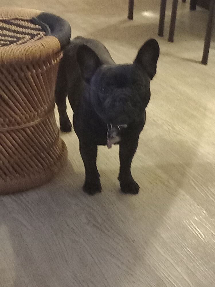 Futurs bouledogue fran&ccedil;ais &agrave; reserver 1250 40100 Dax