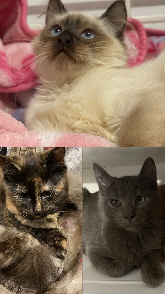 Chatons 150 69150 D�cines-charpieu