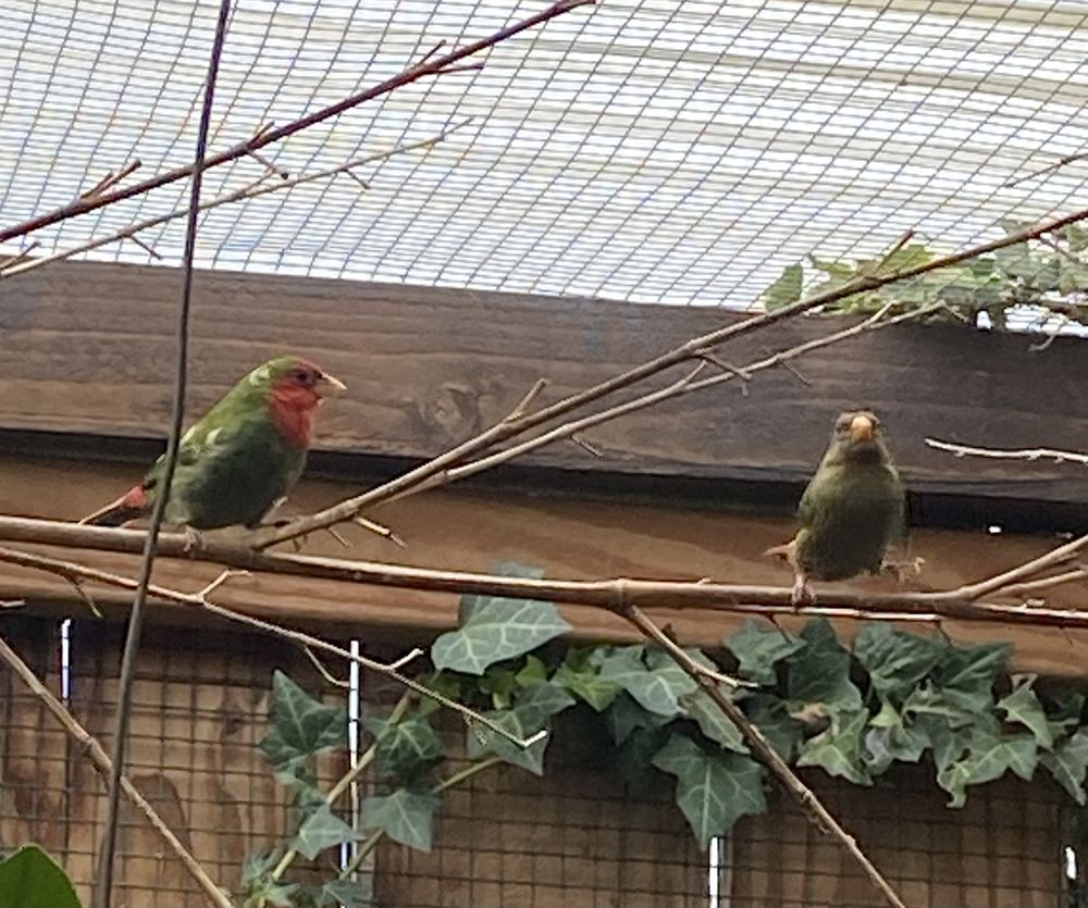 Oiseaux exotiques 40 82000 Montauban