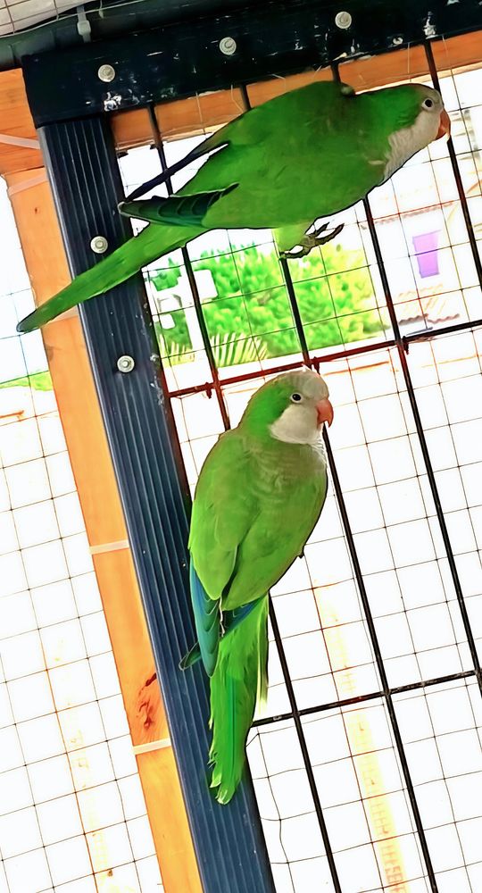 Couple conure souris verte 160 34250 Palavas-les-flots