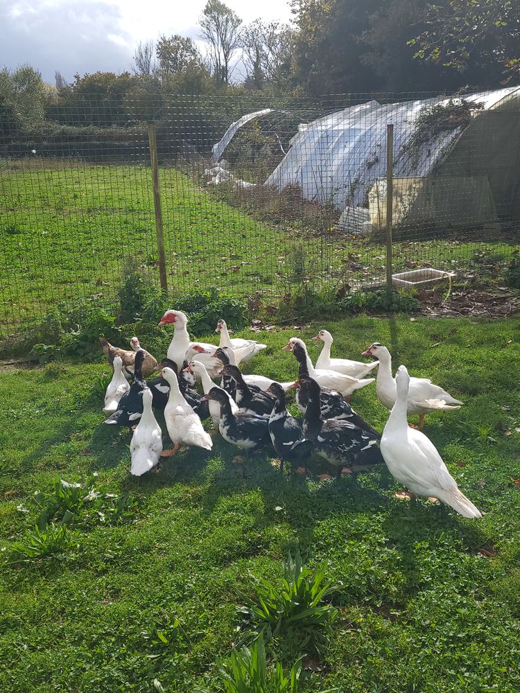 Cannes de barbarie 15 29470 Plougastel-daoulas