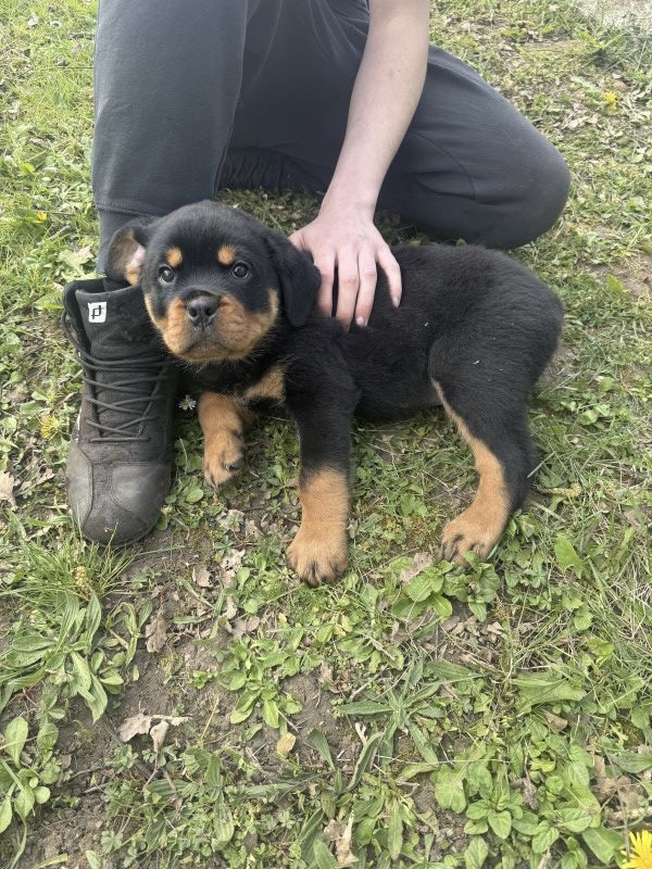 magnifique chiot rottweiler lof queue coup&eacute;e champion  1800 41800 Montoire-sur-le-loir