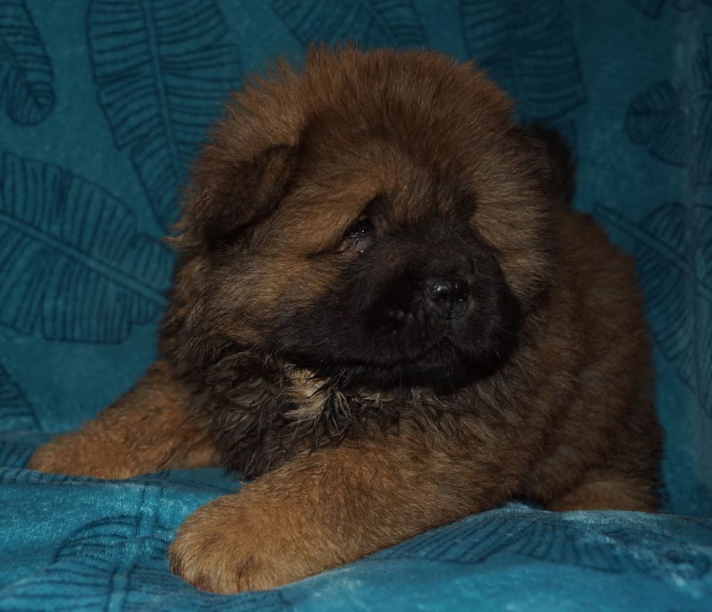 Chiot Chow chow 2000 53800 Saint-martin-du-limet