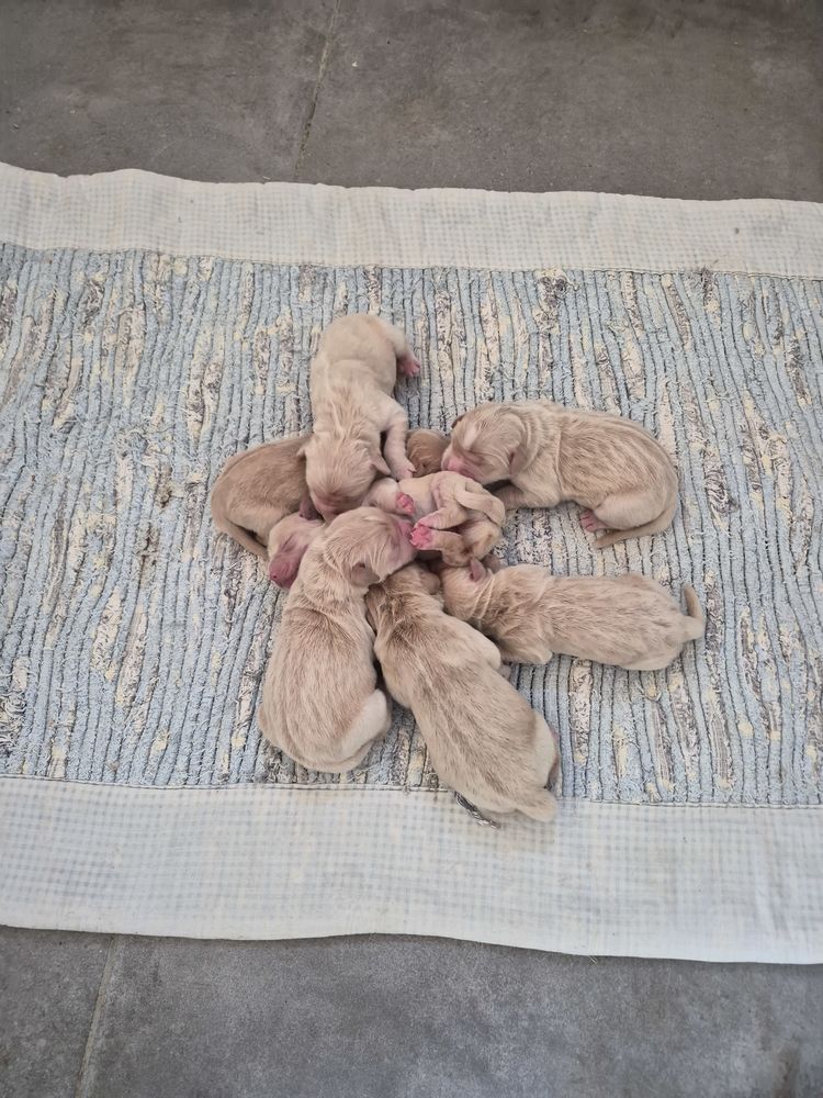 GOLDEN RETRIEVER non LOF 1000 72250 Parign�-l'�v�que