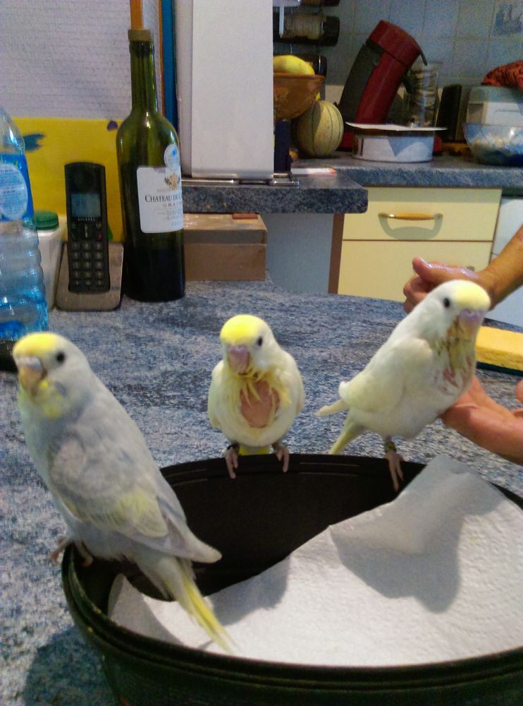 &eacute;leveur amateur dispose d'oiseaux de cage et voli&egrave;re 15 33740 Ar�s