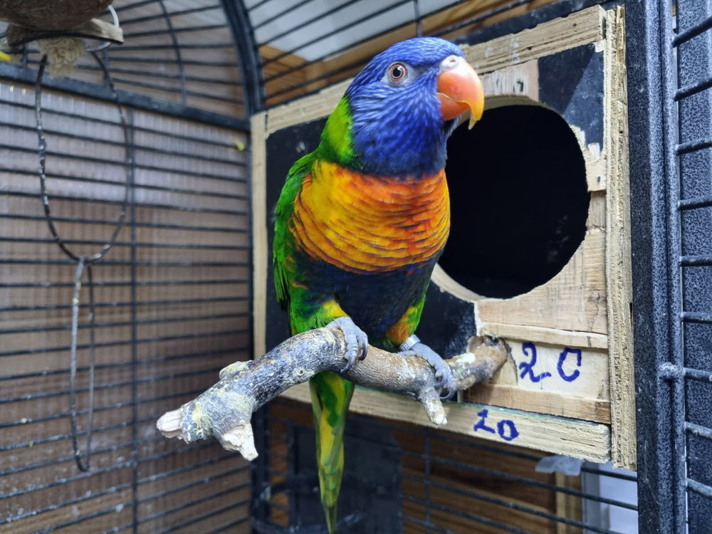 Lori de swainson 500 82500 Beaumont-de-lomagne