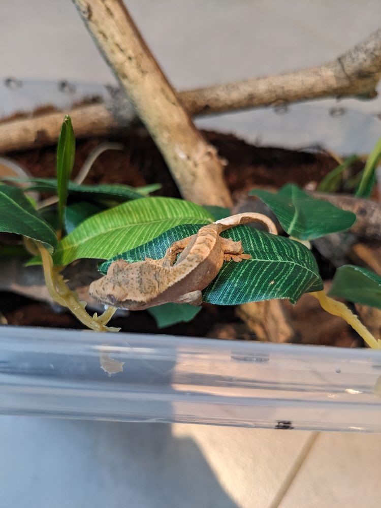 Gecko &agrave; cr&ecirc;te 20 37320 Esvres