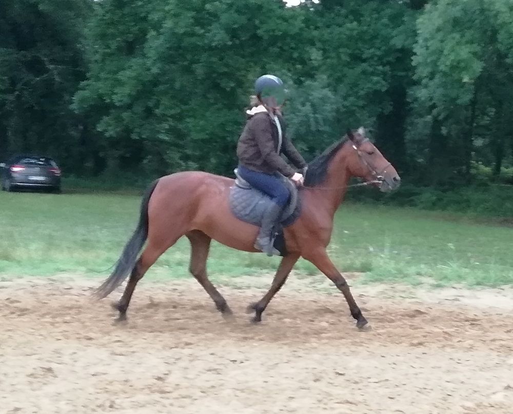 Ponette landaise 1.47 m bai cheval d &eacute;cole grande exp&eacute;rience 4000 40100 Dax
