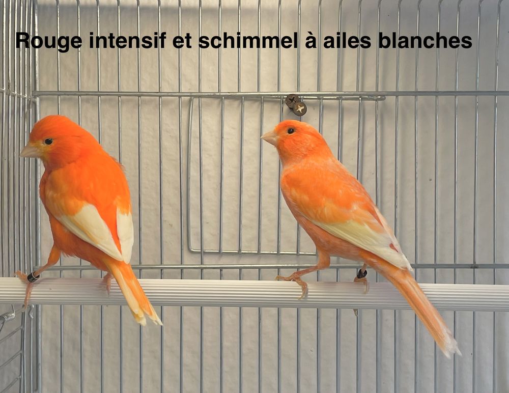 Tr&egrave;s Belles S&eacute;lections De Canaris Couleurs, Chants, Postures 59 94450 Limeil-br�vannes