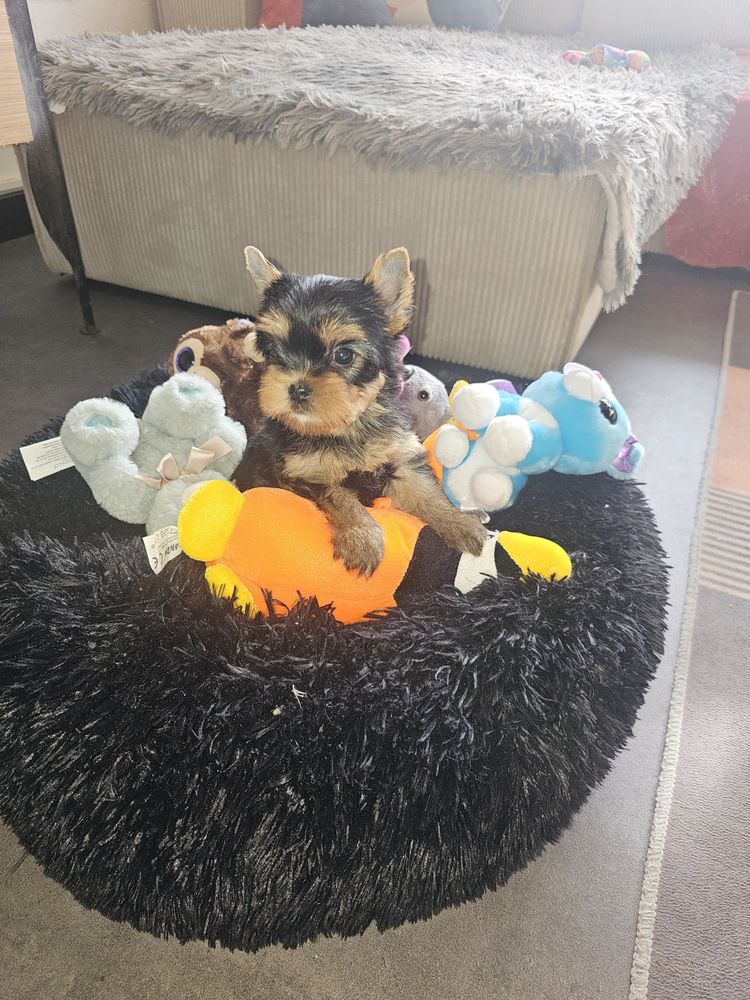 Superbes chiots m&acirc;les yorkshire terrier 
1500 69330 Meyzieu