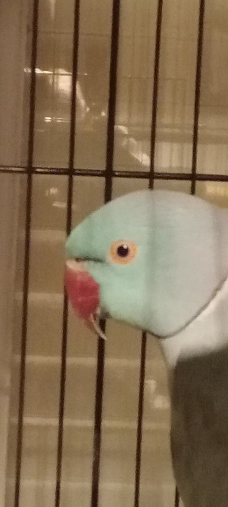 Perruche &agrave; collier 2 m&acirc;les 250 63000 Clermont-ferrand